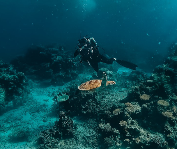 Diver over a reef in Tulum