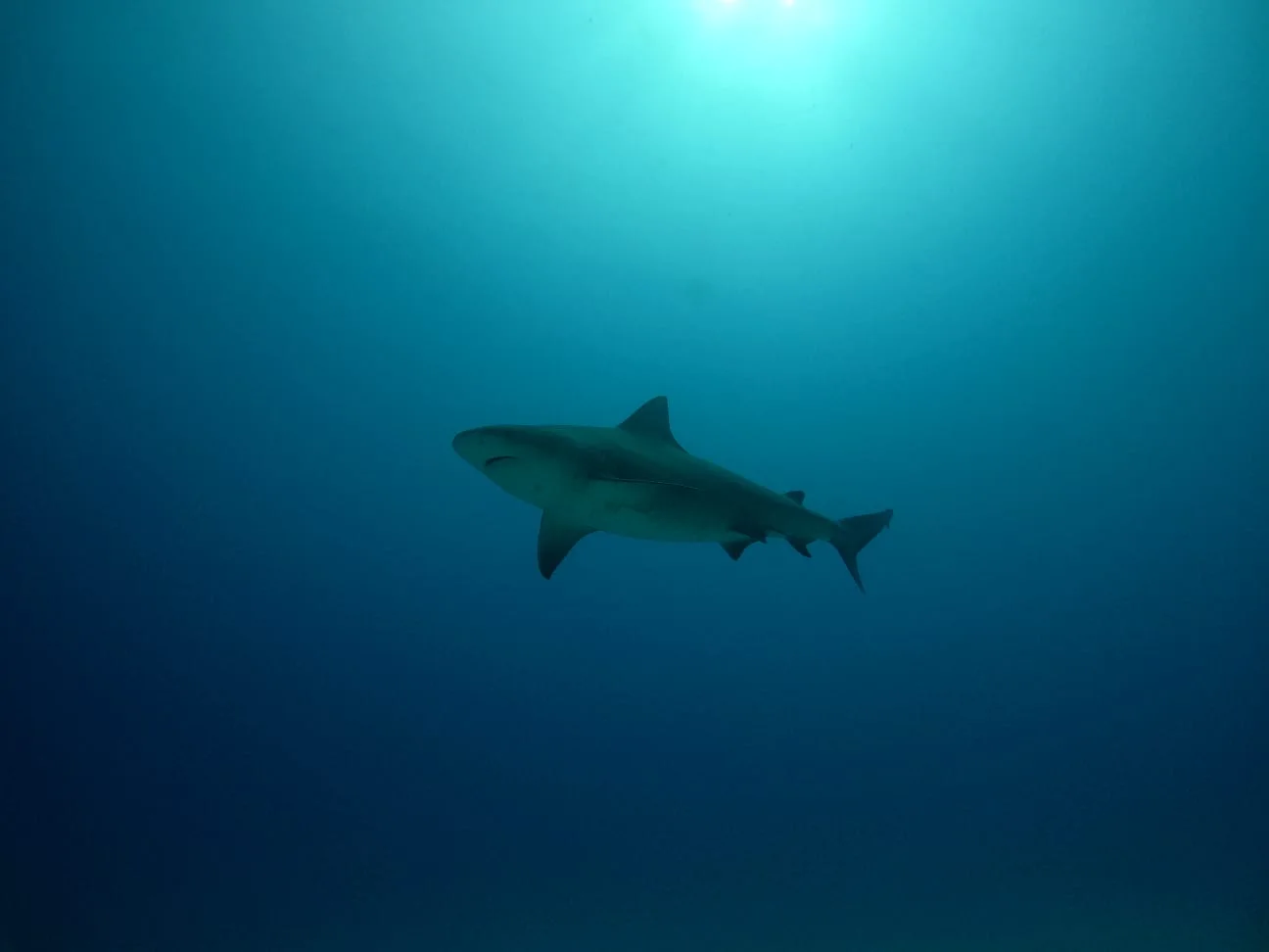 Bull shark diving in Tulum