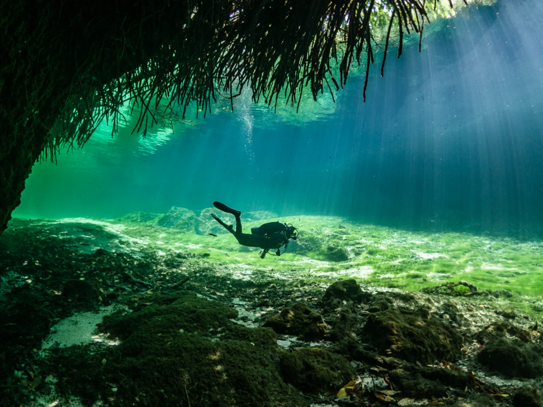 Casa Cenote in the Scuba Tulum cenote guide