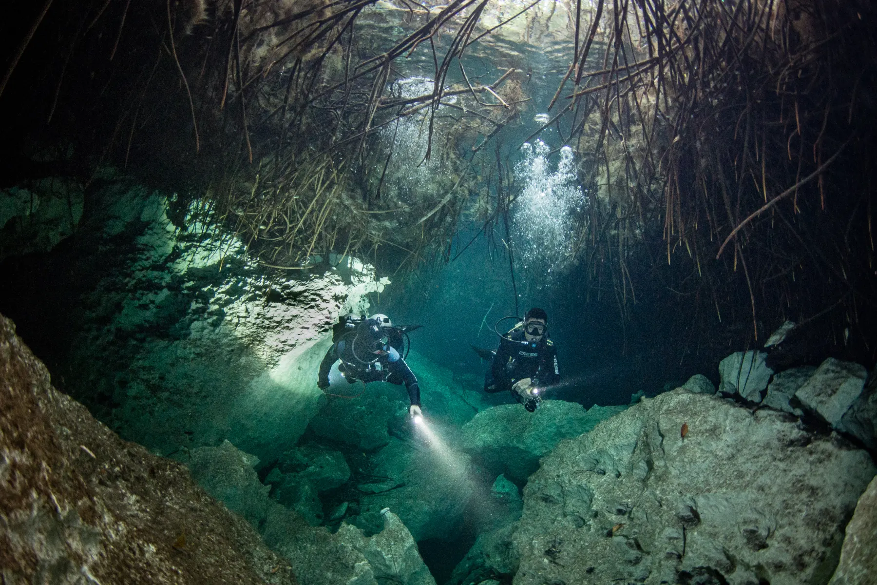 Divers under mangrove roots in Casa Cenote