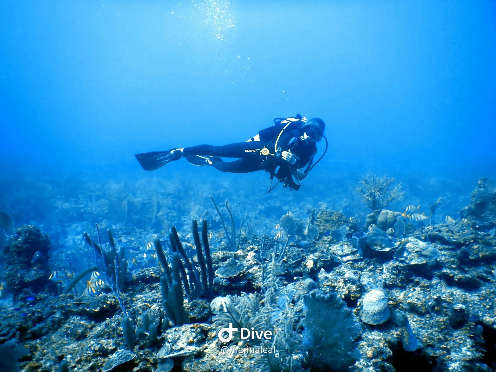 Diver hovering above a blue Caribbean reef