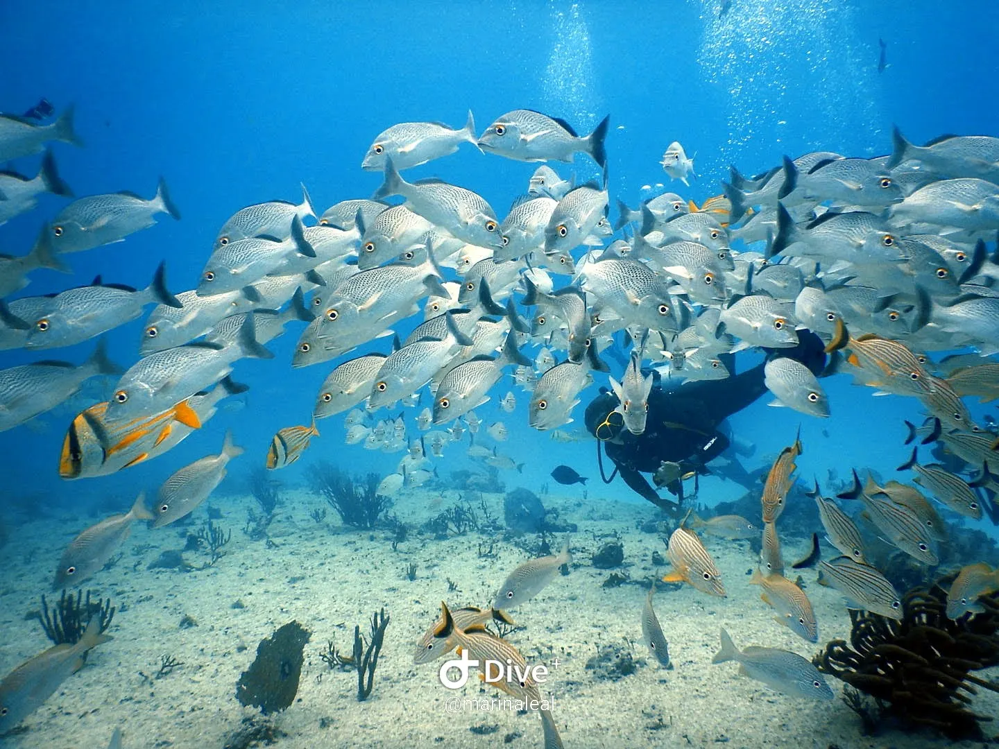Diver behind a school of reef fish