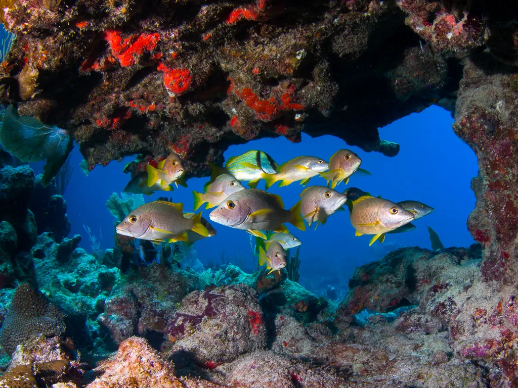 Yellow reef fish framed by colorful coral