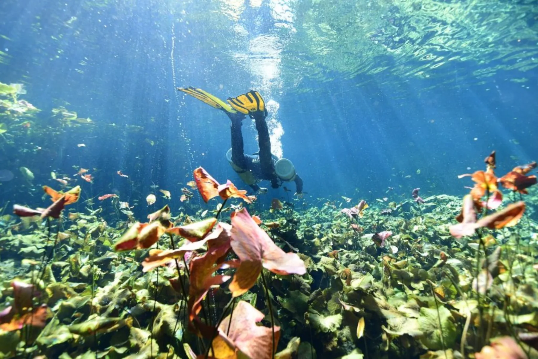 Nichte Ha in the Scuba Tulum cenote guide