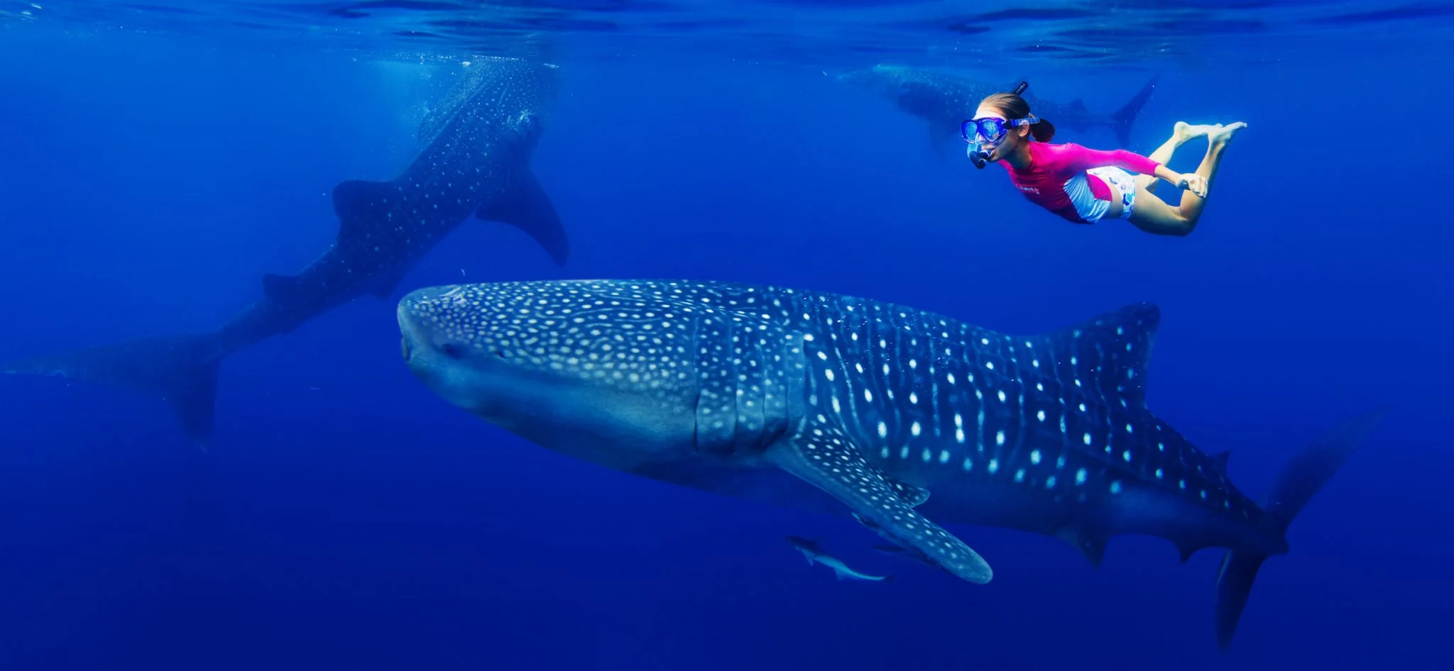 Whale shark snorkeling from Tulum